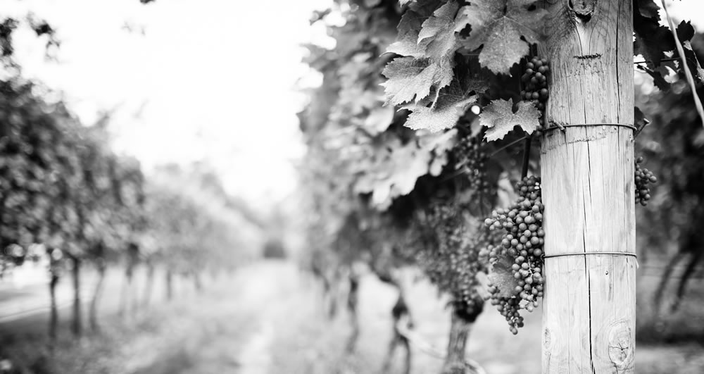 truro-vineyards-history