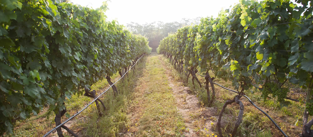 truro-vineyards-wine-grapes-vine