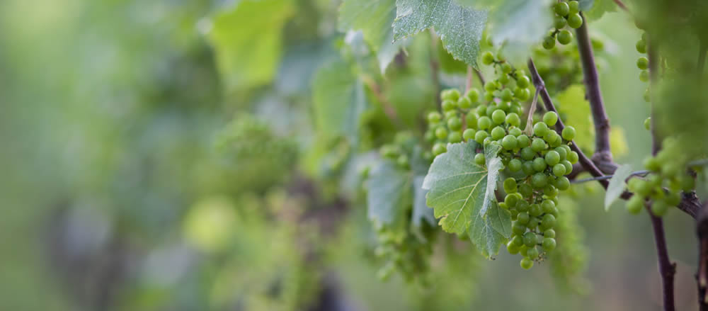 truro-vineyards-wine-grapes